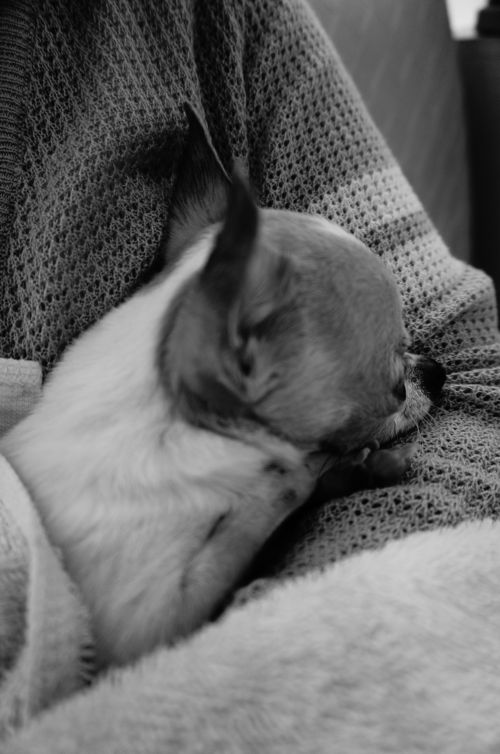 生命力旺盛的恰恰