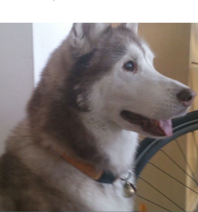 伴我讀書生涯的學伴-Doctor