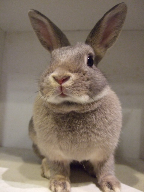 我家的毛孩有一大部分也是領養的