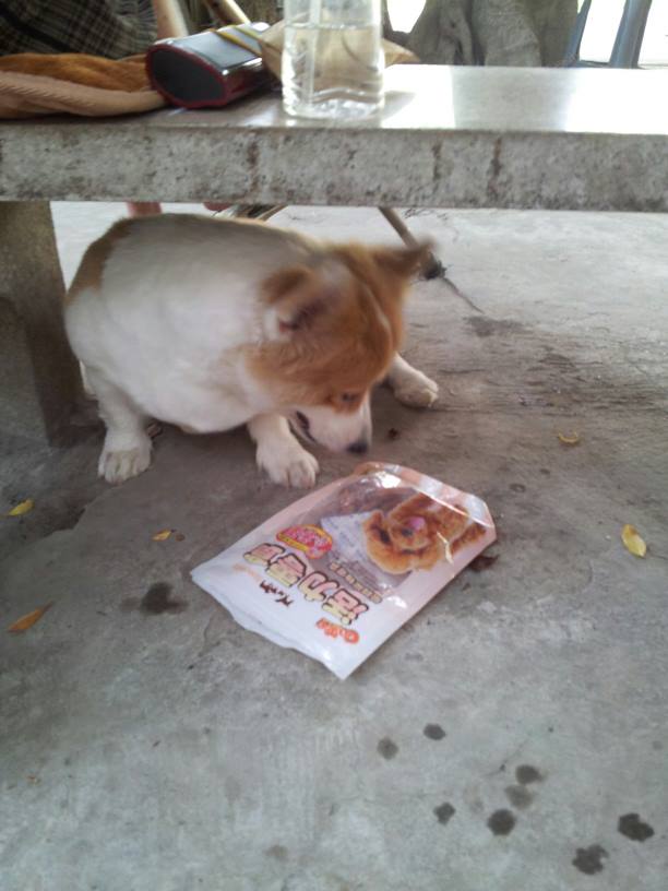 我家的毛小孩-麻糬