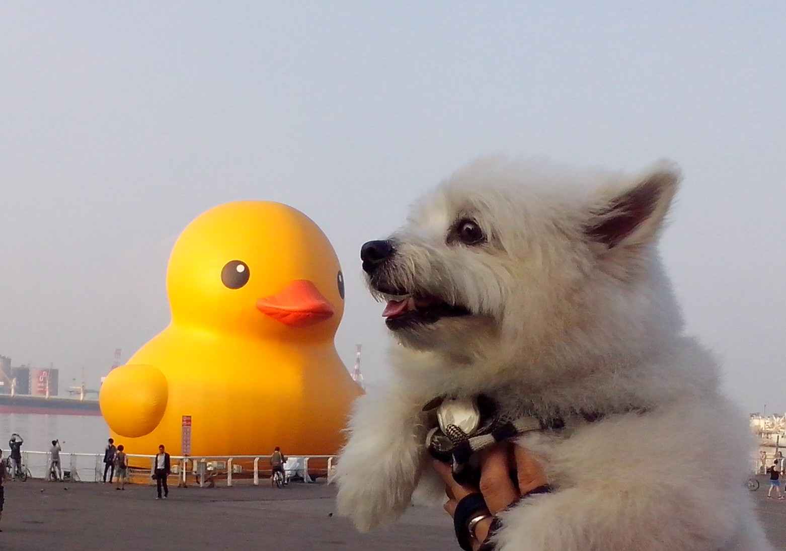 我和我家的毛孩子