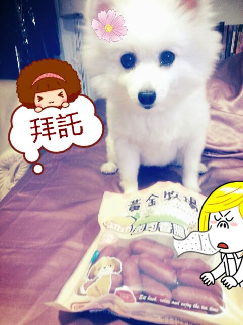 <認養代替購買>選我選我，拜託嘛